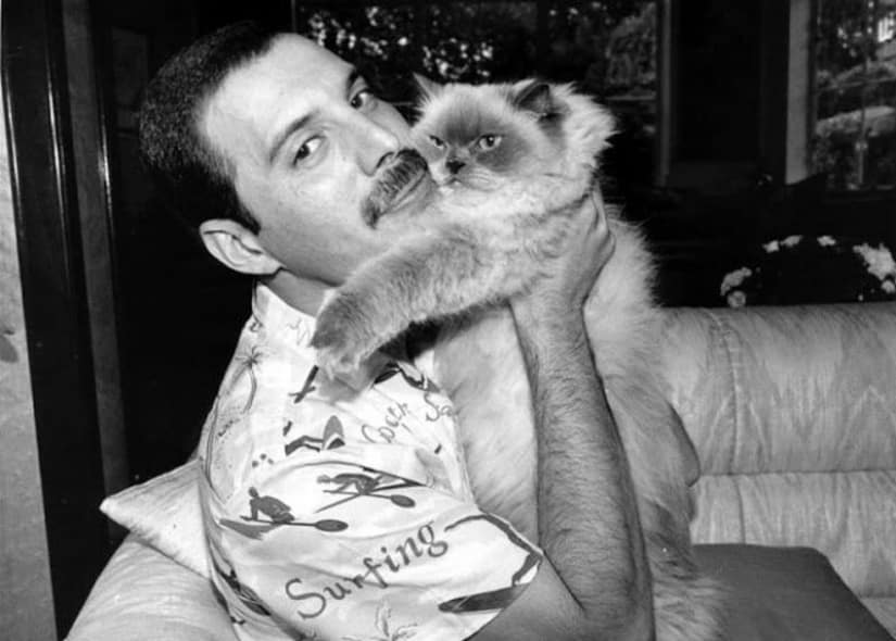 freddie