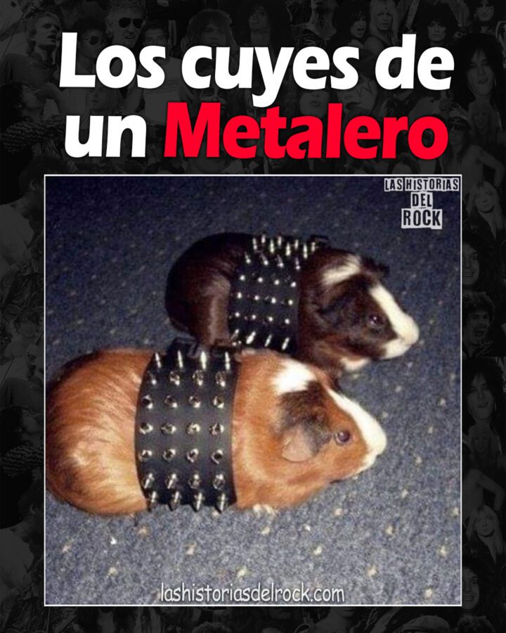 Los cuyes de un Metalero