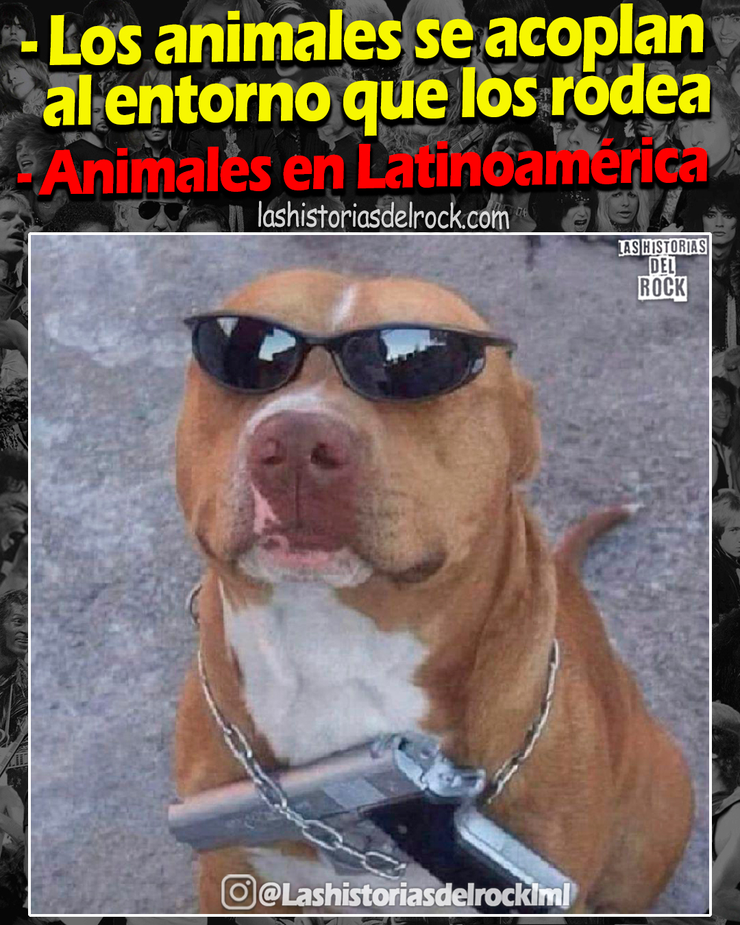 animales en latinoamerica