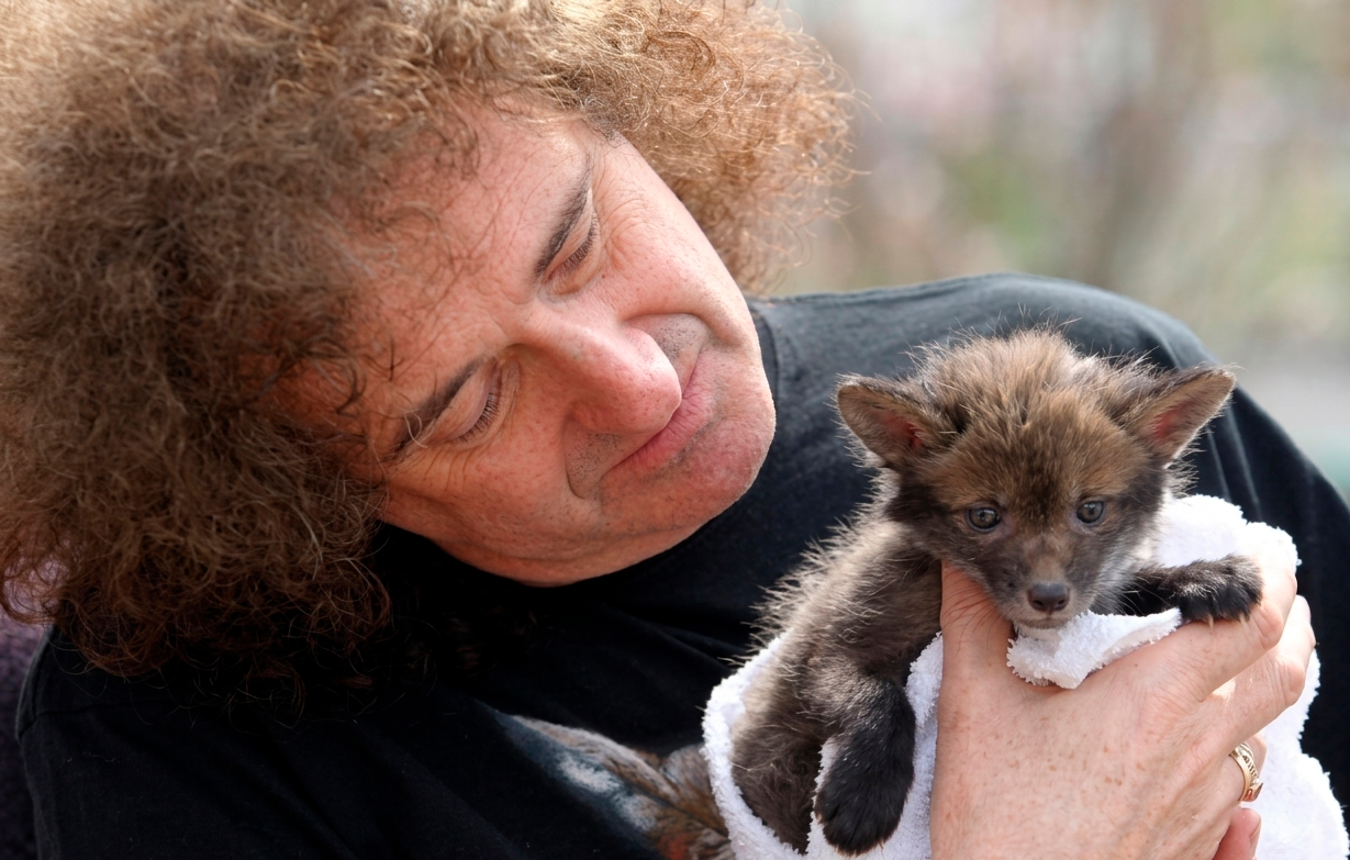Más allá de la Red Special: Brian May revela que prefiere ser recordado por salvar animales que por su música con Queen 14 "Brian May guitarrista de Queen sosteniendo un erizo rescatado en su refugio".