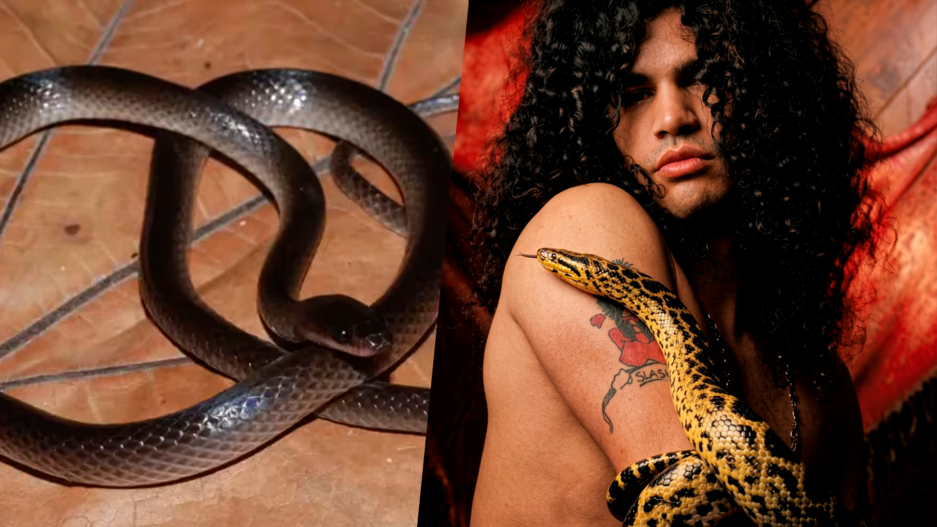 La nueva especie de serpiente Lielaphis slashi nombrada en honor al guitarrista Slash